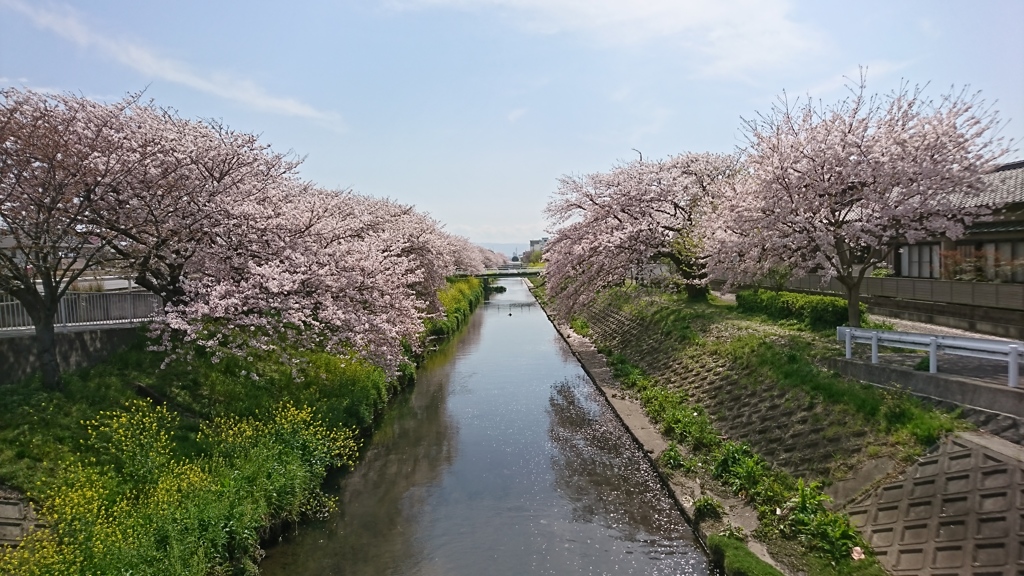 近所の桜