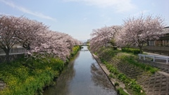 近所の桜