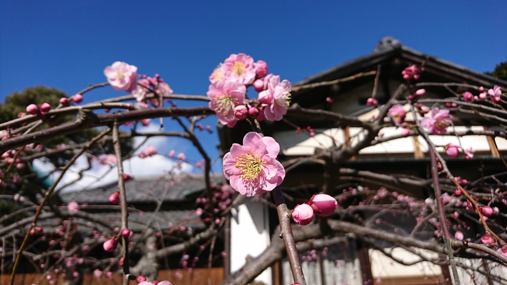 春が近づいていますね！