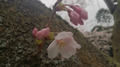 今年の桜もやっと開花しました。