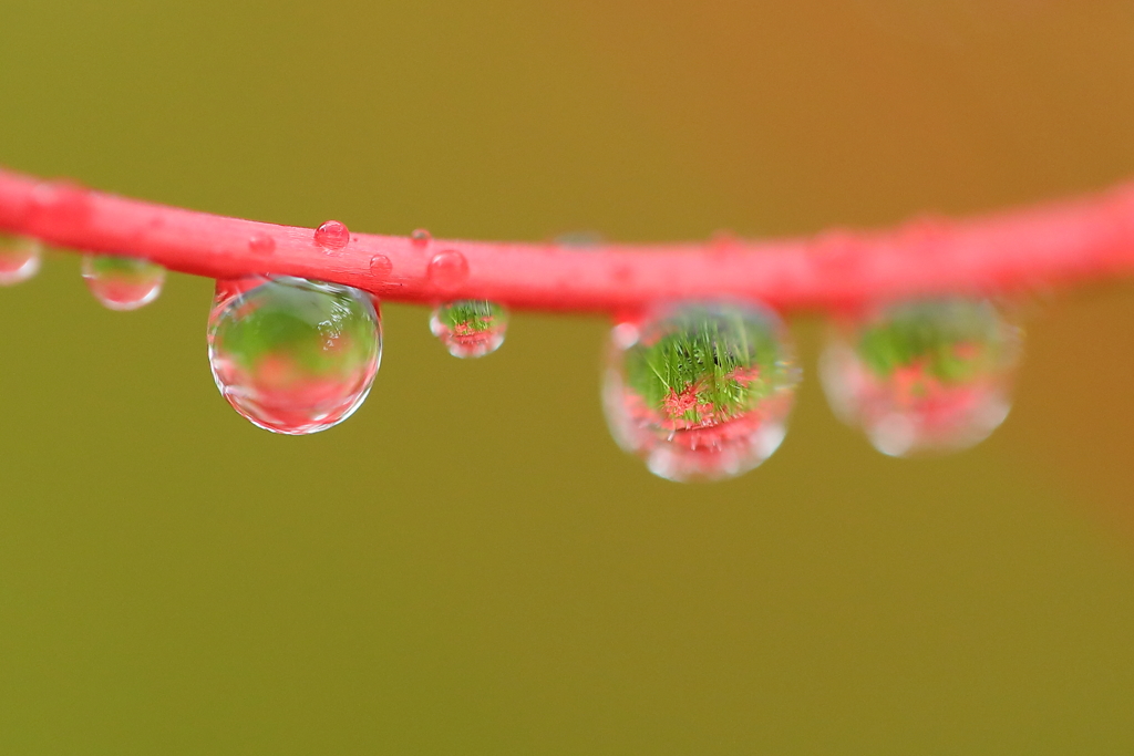 雫の中の曼珠沙華