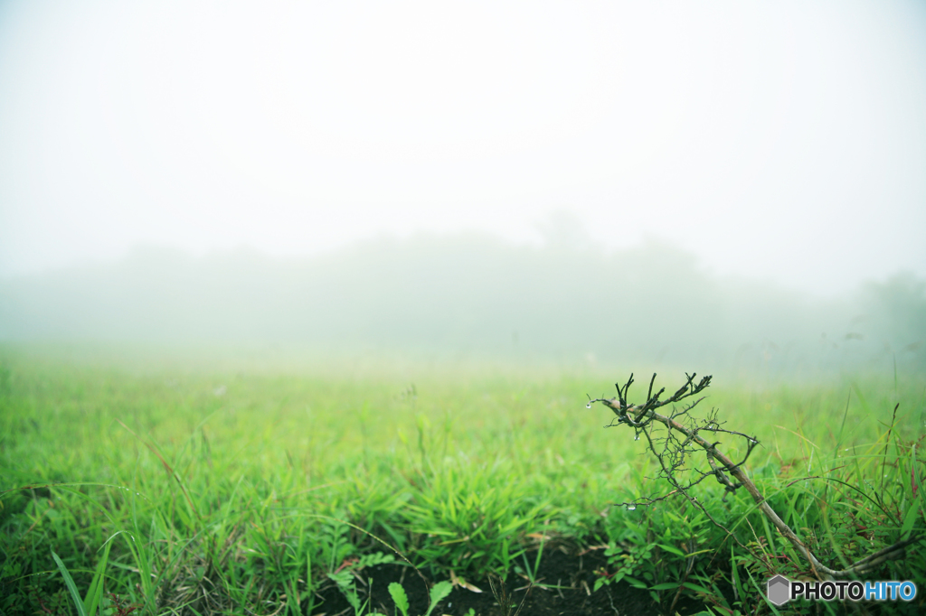 dozing green
