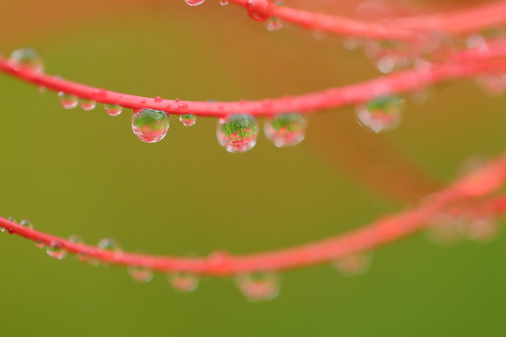 雫　曼珠沙華