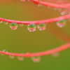 雫　曼珠沙華