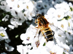 蜂