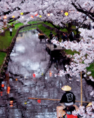 桜に酔う