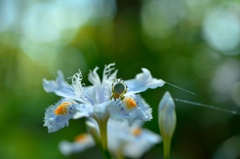 蜘蛛の糸