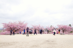 河津桜
