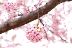 河津桜
