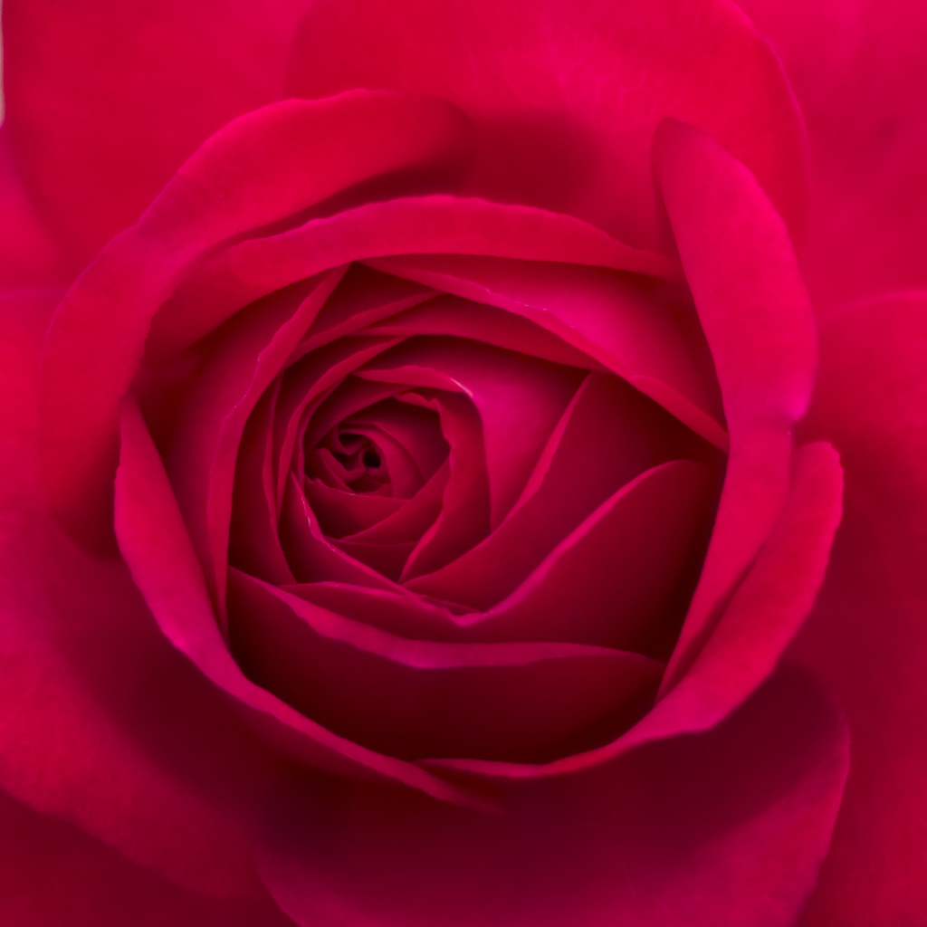 薔薇03