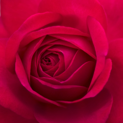 薔薇03
