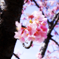 河津桜