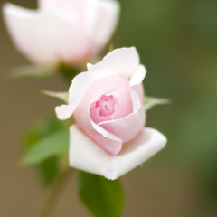 薔薇02