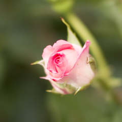 薔薇08