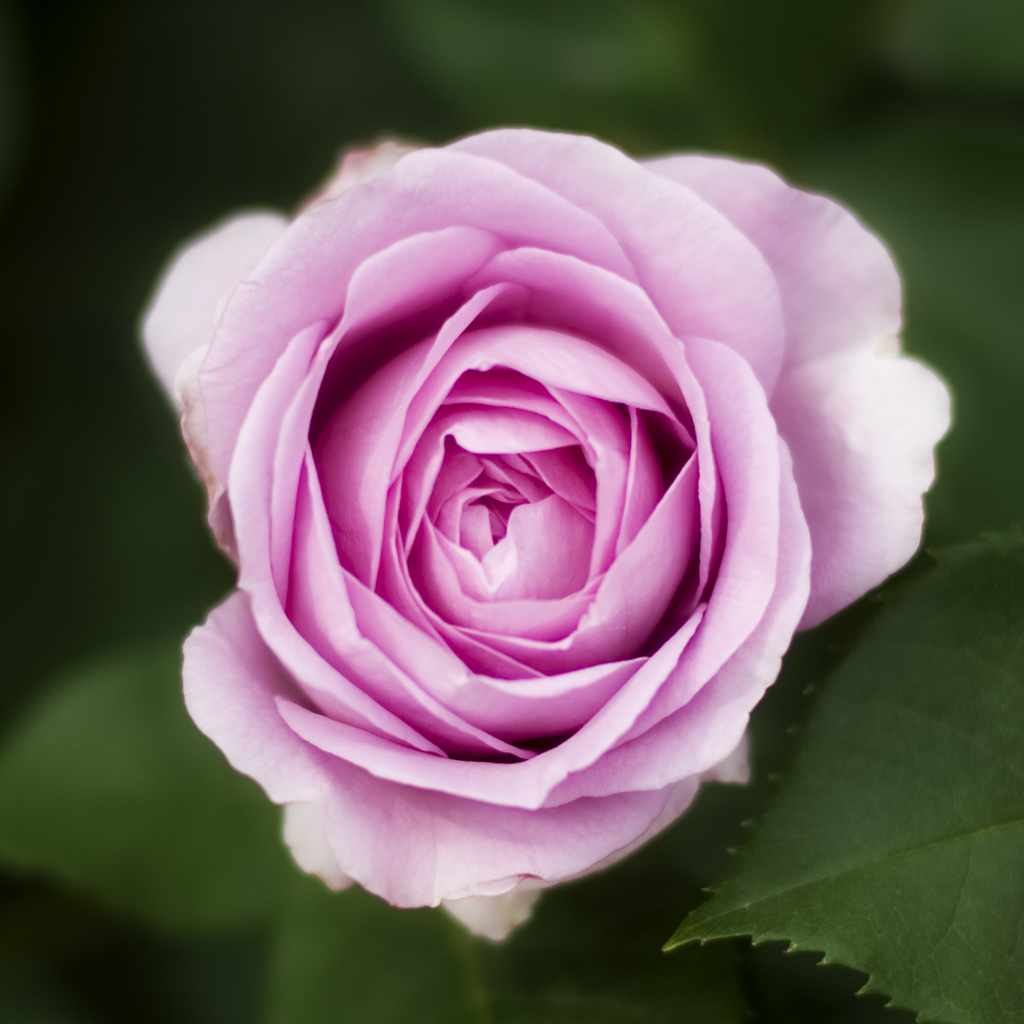 薔薇04