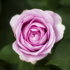 薔薇04