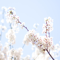 近所の桜も満開