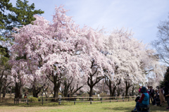 桜