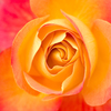 薔薇06