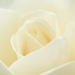 薔薇05