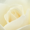 薔薇05
