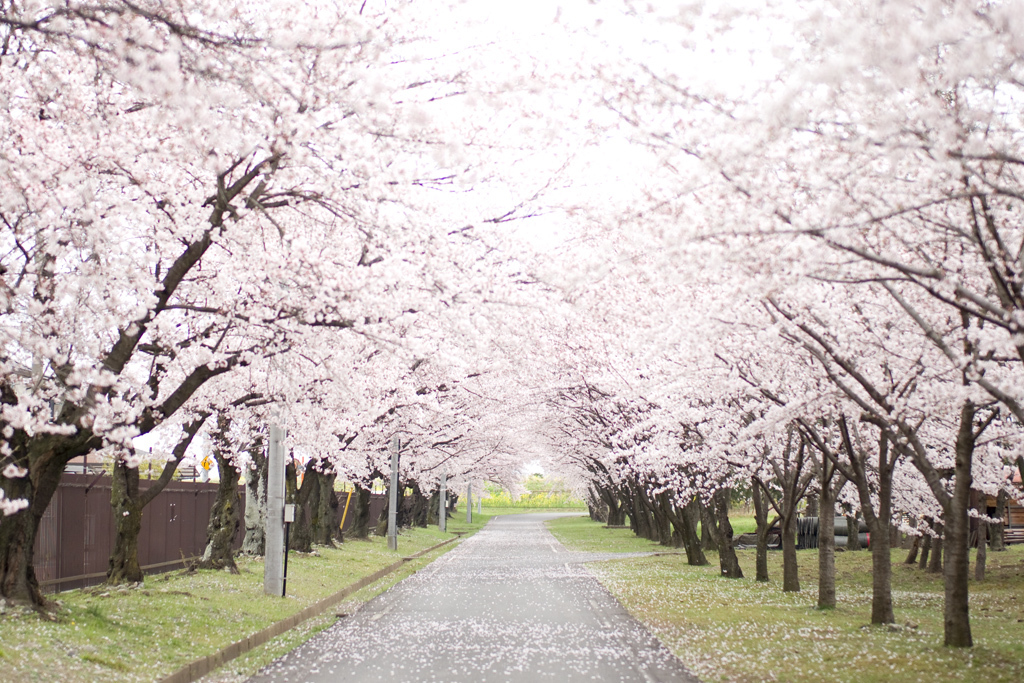 桜道