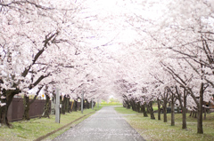 桜道