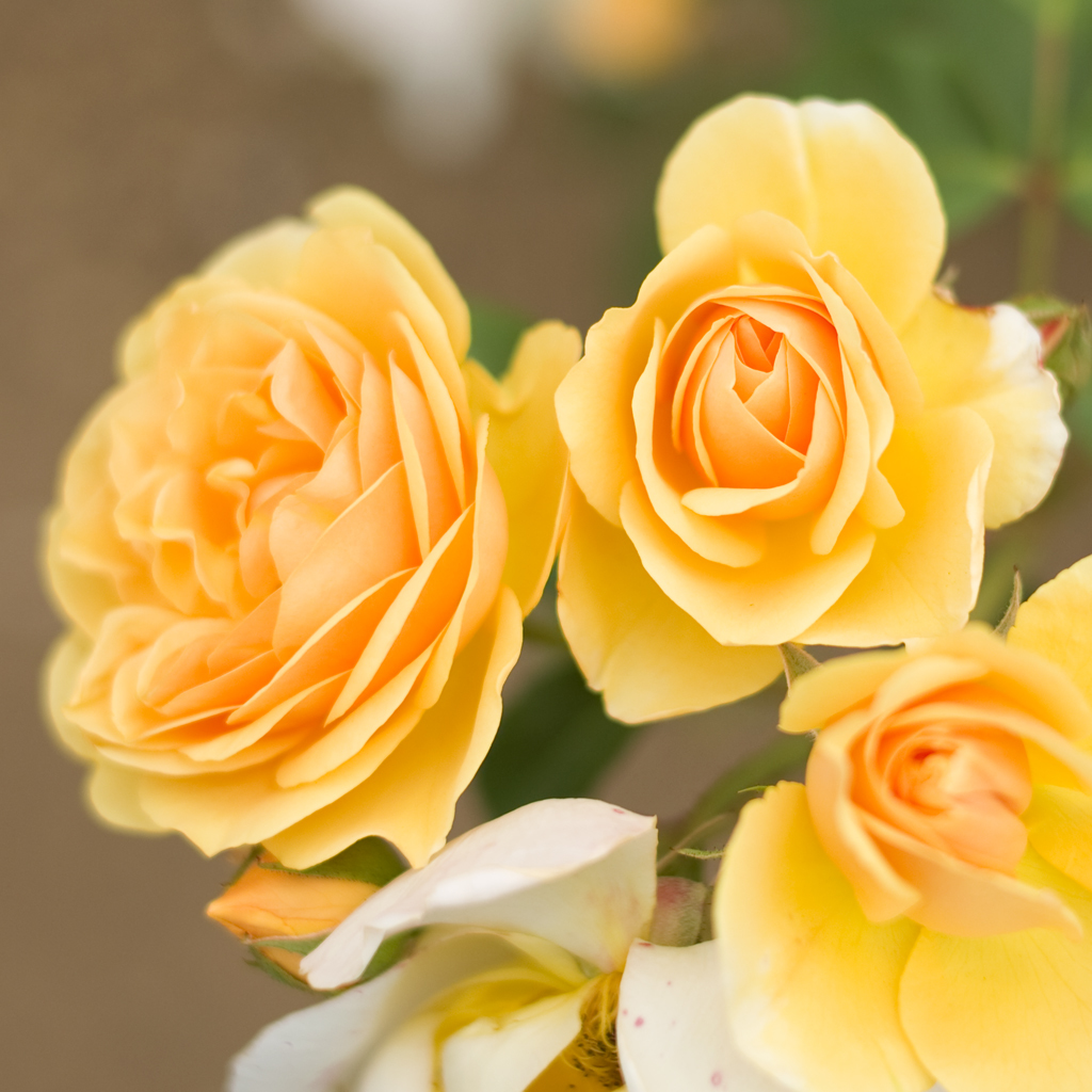 薔薇01