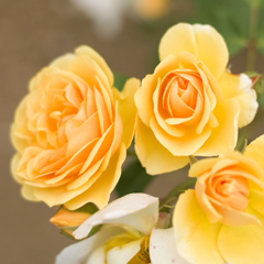 薔薇01