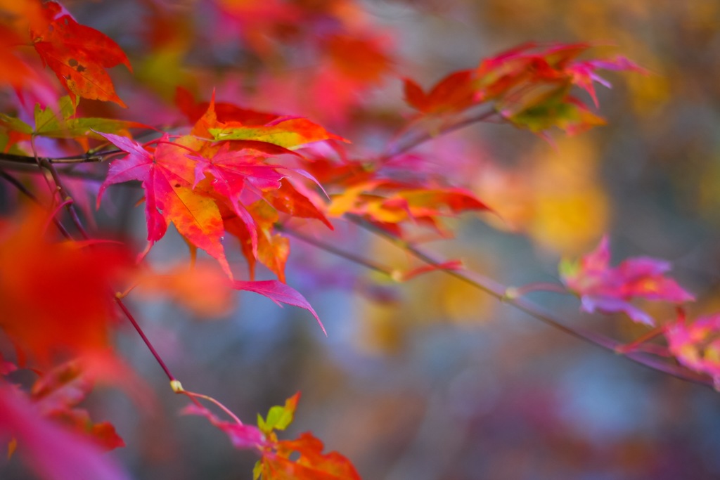 いつかの紅葉...