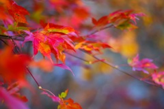 いつかの紅葉...