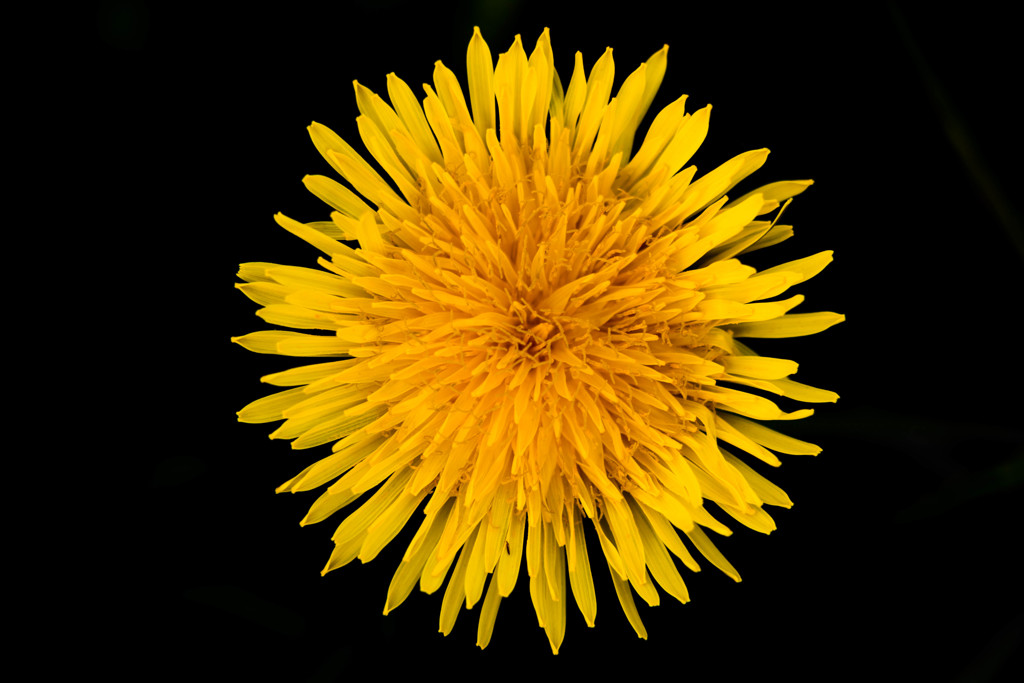 The Dandelion .