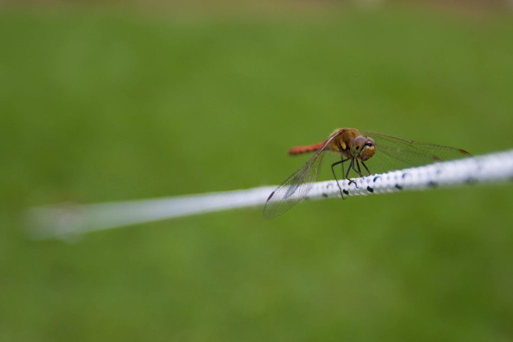 羽をとったらアブラ虫？？