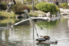 羽ばたき