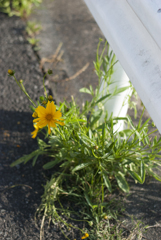 道端に咲く小さな花
