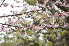 花と鳥