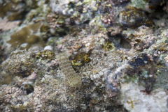 沖縄 黒島にて