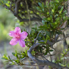 ピンクの花