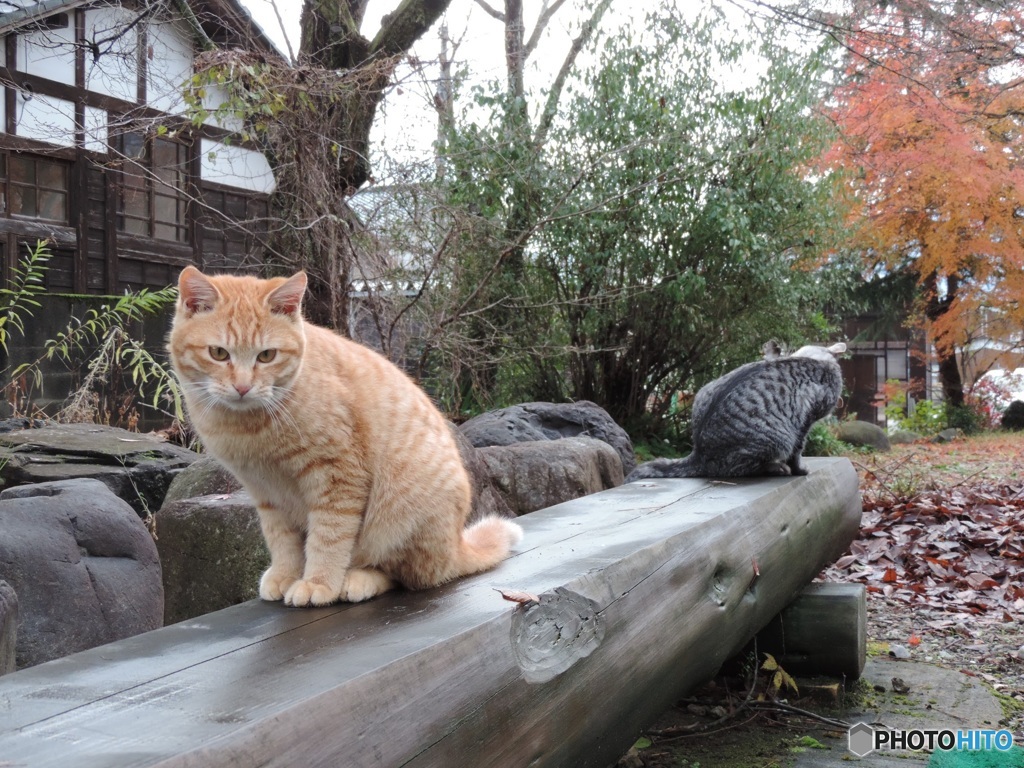 トラトラ♂同士