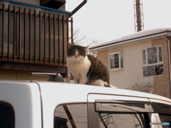 祭り囃子を聞きながらお出迎えの猫チャン