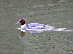 カワアイサ♀