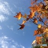 秋空