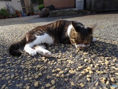 近くにいた　飼い猫　菜々子さん　12歳♀