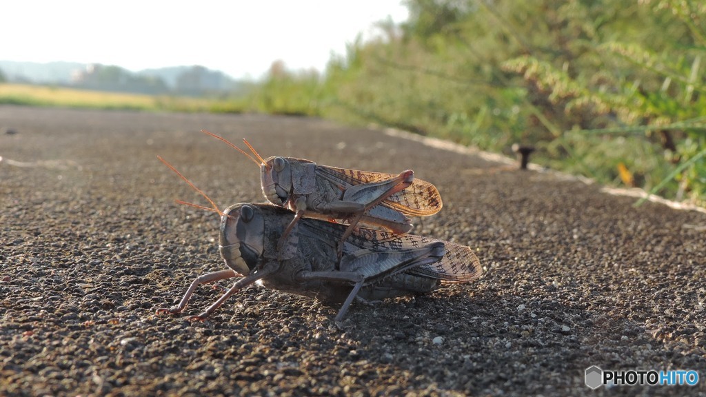 おんぶバッタ