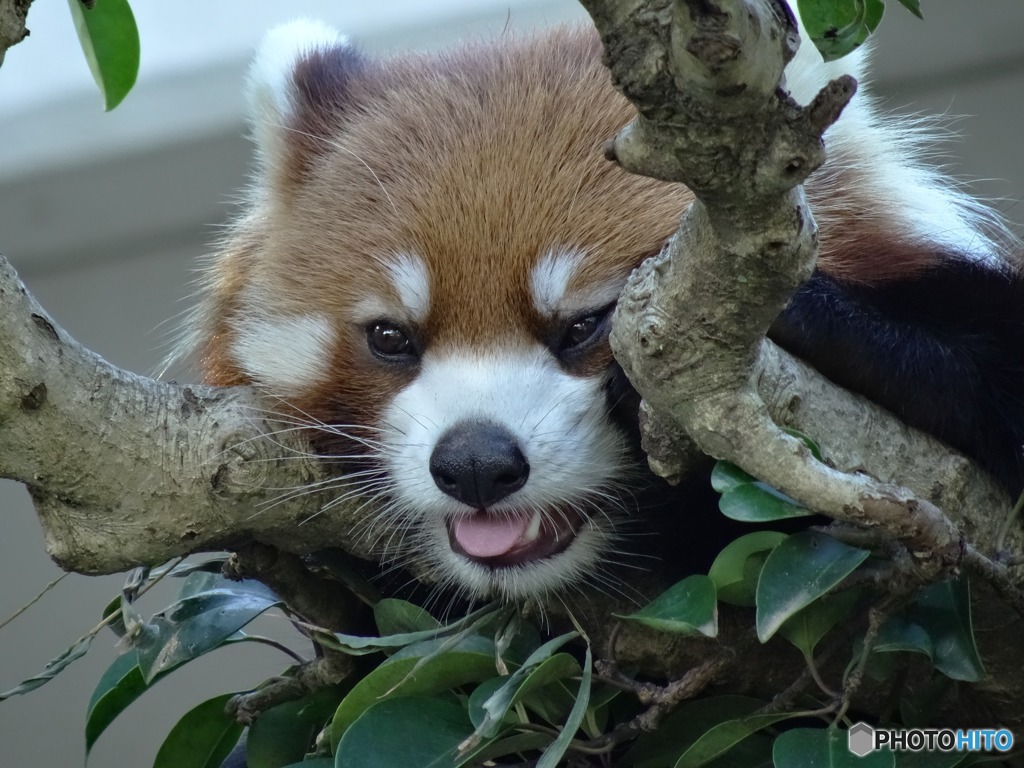 レッサーパンダ