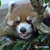 レッサーパンダ