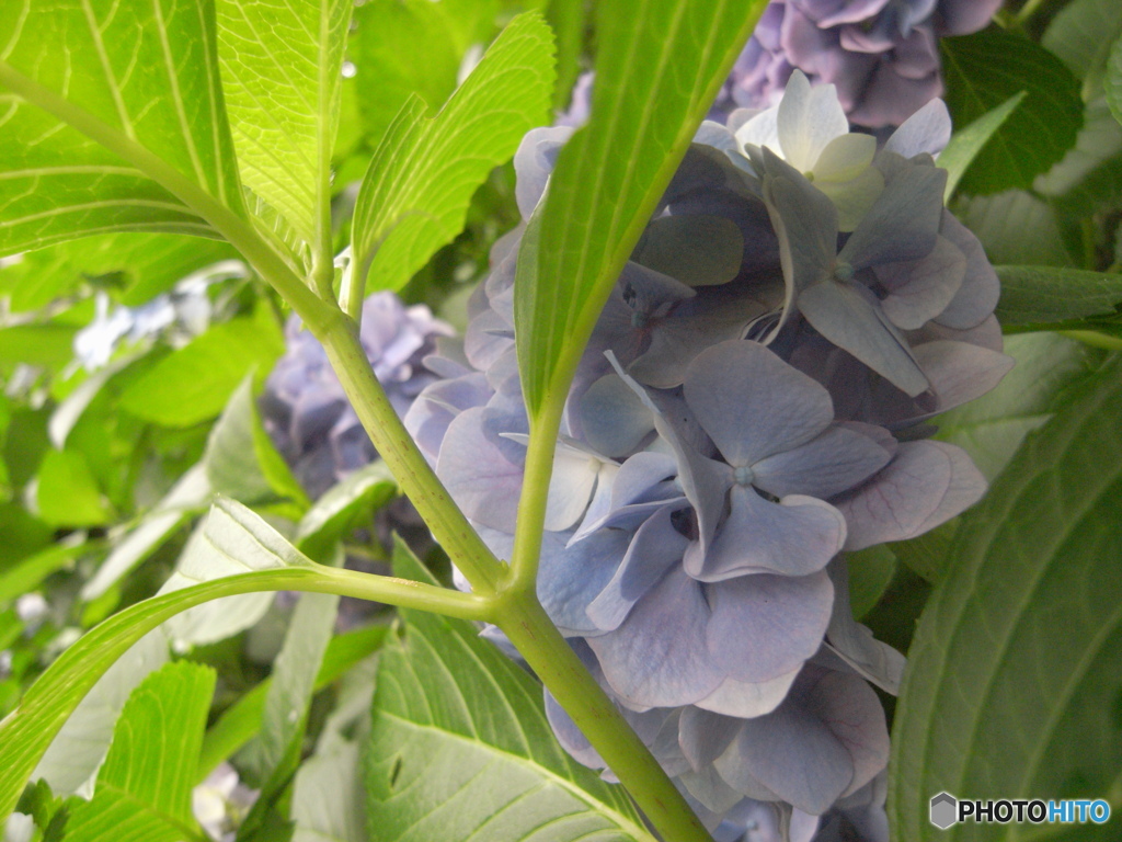 紫陽花