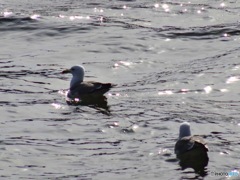 ウミネコ　海猫