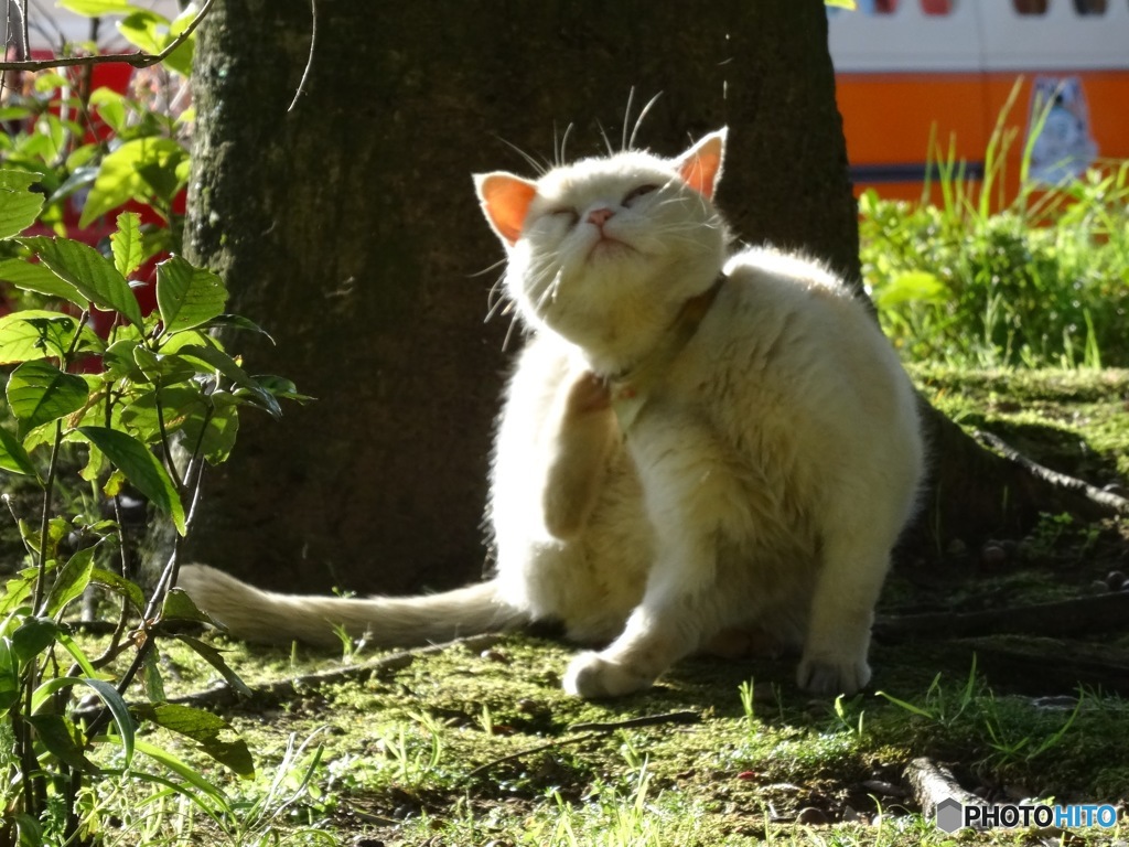 猫寺のレオ様