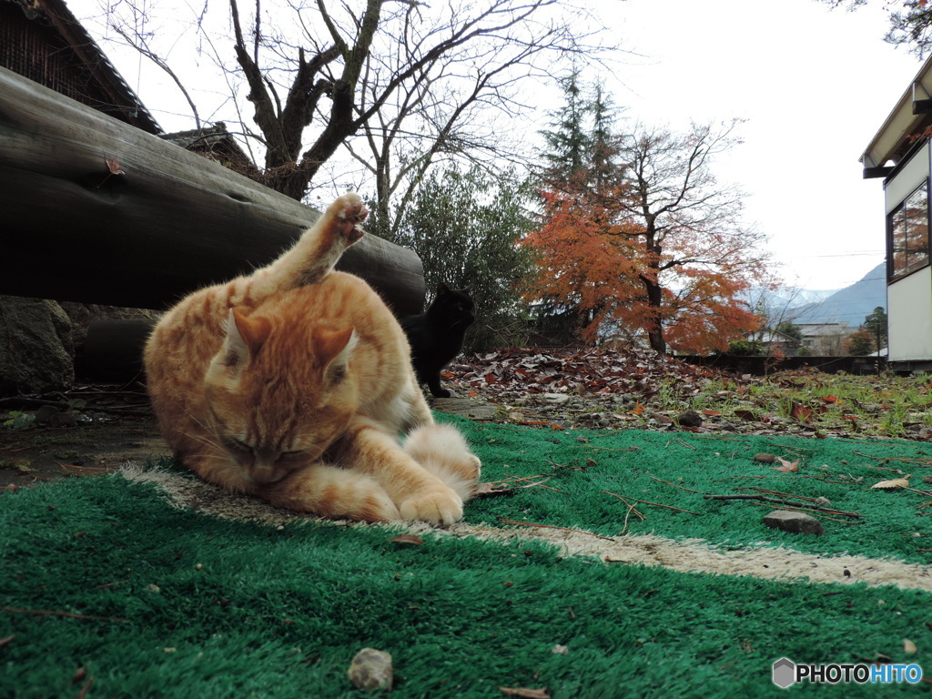 …お気に入りの猫ちゃん